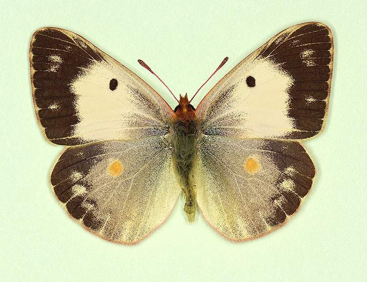 Colias croceus female (aberrant form radiata 2) (Internet Image property of respective owner, non-commercial use only)